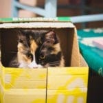 Geheimnisvolle Geschichte: Warum lieben alle Katzen Kisten? Warum Katzen und Katzen Kisten und Taschen lieben