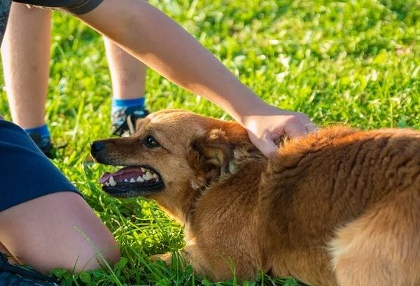 Что можно и нельзя делать при нападении собак: сборник правил. Если нападает собака — что делать?