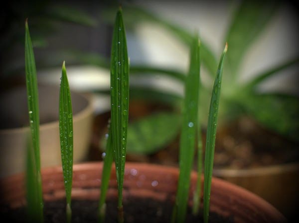 Varias plantas frutales que se pueden cultivar en casa a partir de una semilla común. Plantas que cualquiera puede cultivar a partir de una semilla.