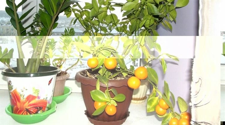 Varias plantas frutales que se pueden cultivar en casa a partir de una semilla común. Plantas que cualquiera puede cultivar a partir de una semilla.