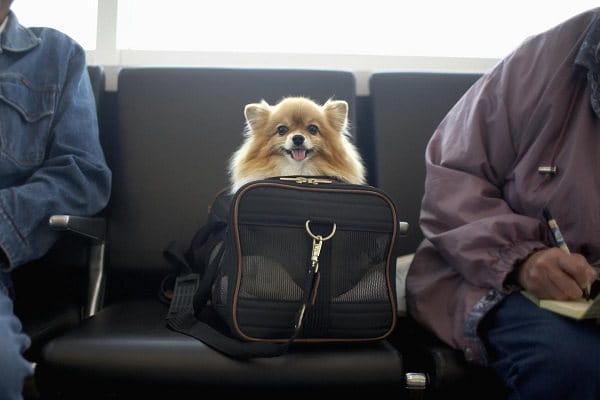 How to transport a dog on the subway. Rules for transporting dogs on the subway