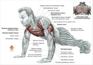 Can I do push-ups every day? What happens if you do push-ups every day: tips and tricks