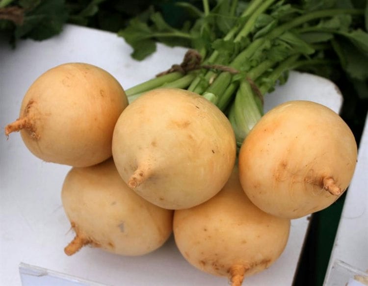 Turnip dishes - recipes quickly and tasty: how to cook, photos, recommendations. The benefits and harms of turnips for the human body