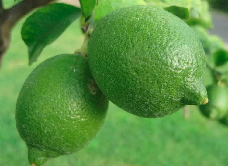 Hur man gör citronlikör hemma? DIY Limoncello recept. Hemlagad citronskal och juice