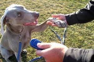 Basic rules for working with a dog clicker. Clicker training for dogs