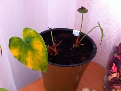 ¿Cómo regar el anthurium? Reglas básicas para hidratar una flor en casa. Trasplante de anturio en el hogar: tiempo, suelo, características de cuidado.
