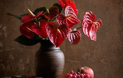 ¿Cómo regar el anthurium? Reglas básicas para hidratar una flor en casa. Trasplante de anturio en el hogar: tiempo, suelo, características de cuidado.