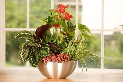 ¿Cómo regar el anthurium? Reglas básicas para hidratar una flor en casa. Trasplante de anturio en el hogar: tiempo, suelo, características de cuidado.