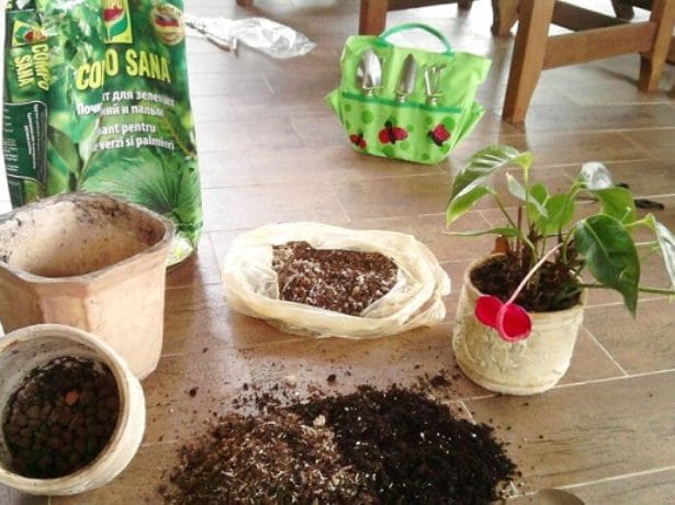 ¿Cómo regar el anthurium? Reglas básicas para hidratar una flor en casa. Trasplante de anturio en el hogar: tiempo, suelo, características de cuidado.