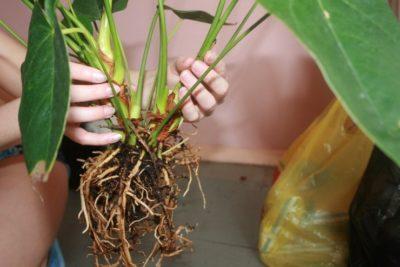 ¿Cómo regar el anthurium? Reglas básicas para hidratar una flor en casa. Trasplante de anturio en el hogar: tiempo, suelo, características de cuidado.