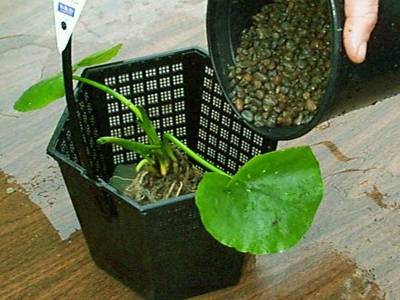 ¿Cómo regar el anthurium? Reglas básicas para hidratar una flor en casa. Trasplante de anturio en el hogar: tiempo, suelo, características de cuidado.