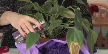 ¿Cómo regar el anthurium? Reglas básicas para hidratar una flor en casa. Trasplante de anturio en el hogar: tiempo, suelo, características de cuidado.