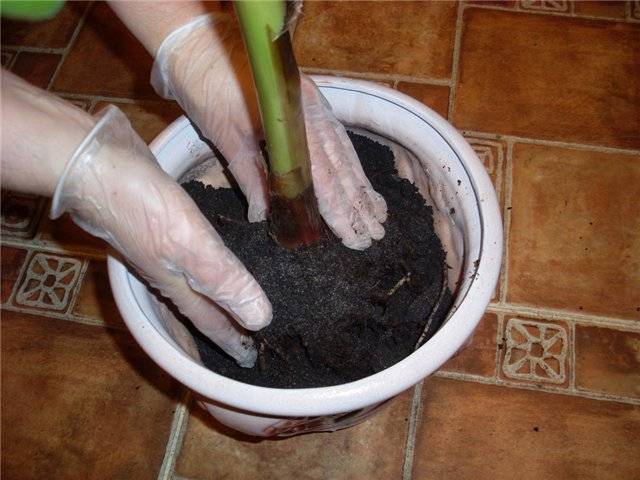 ¿Cómo regar el anthurium? Reglas básicas para hidratar una flor en casa. Trasplante de anturio en el hogar: tiempo, suelo, características de cuidado.