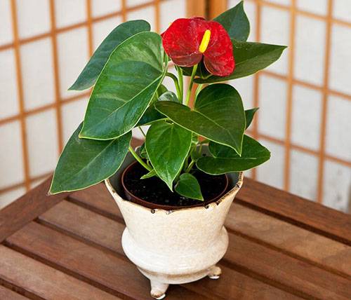 ¿Cómo regar el anthurium? Reglas básicas para hidratar una flor en casa. Trasplante de anturio en el hogar: tiempo, suelo, características de cuidado.