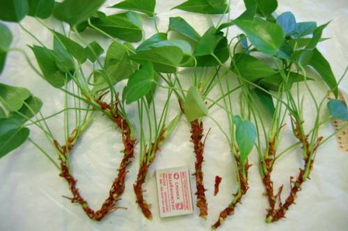 ¿Cómo regar el anthurium? Reglas básicas para hidratar una flor en casa. Trasplante de anturio en el hogar: tiempo, suelo, características de cuidado.