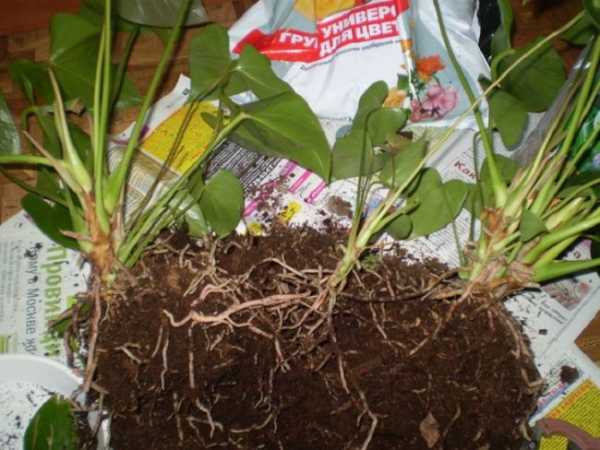 ¿Cómo regar el anthurium? Reglas básicas para hidratar una flor en casa. Trasplante de anturio en el hogar: tiempo, suelo, características de cuidado.