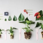 Kuinka kastella anthuriumia? Kukan kosteuttamisen perussäännöt kotona. Anthurium-siirto kotona: ajoitus, maaperä, hoito-ominaisuudet