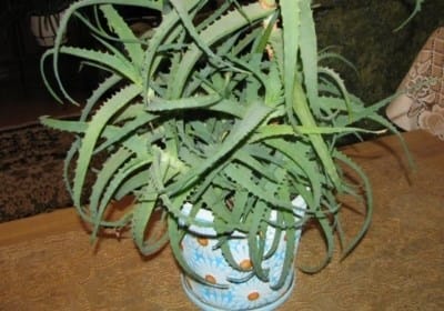 Como cuidar da babosa em casa. Como cuidar adequadamente do aloe vera em casa