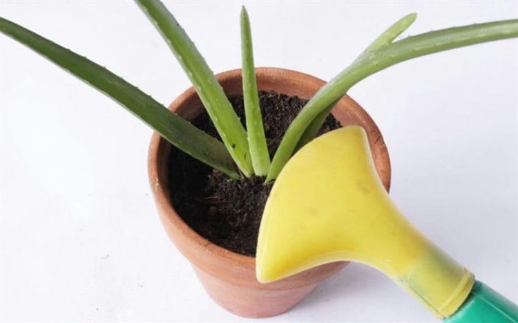 Como cuidar da babosa em casa. Como cuidar adequadamente do aloe vera em casa