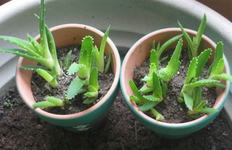 Como cuidar da babosa em casa. Como cuidar adequadamente do aloe vera em casa