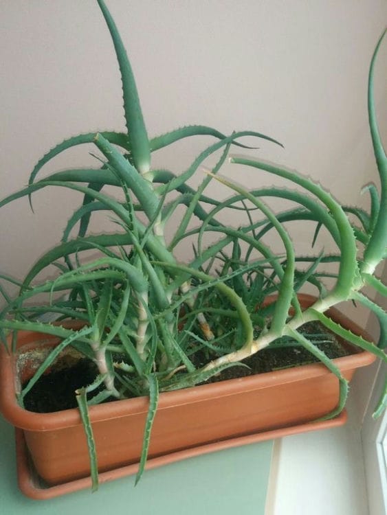 Como cuidar da babosa em casa. Como cuidar adequadamente do aloe vera em casa