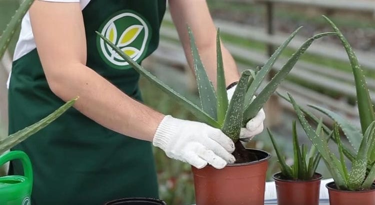 Como cuidar da babosa em casa. Como cuidar adequadamente do aloe vera em casa