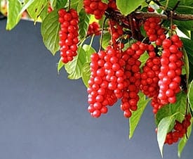 Fatigué. Pourquoi? Que faire? Je ne veux rien. Fatigue. Faiblesse (perte de force) - causes, symptômes et traitement de la faiblesse