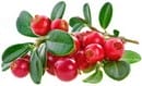 Frutti pericolosi e fruttosio "sano". Come determinare il tuo livello di sicurezza? Frutta, bacche e verdure a basso contenuto di zucchero