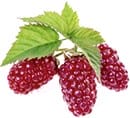 Frutti pericolosi e fruttosio "sano". Come determinare il tuo livello di sicurezza? Frutta, bacche e verdure a basso contenuto di zucchero