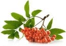Frutti pericolosi e fruttosio "sano". Come determinare il tuo livello di sicurezza? Frutta, bacche e verdure a basso contenuto di zucchero