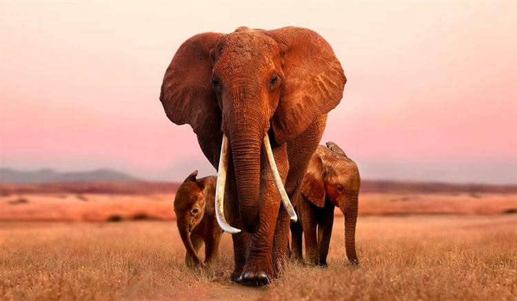 Jour de la Terre: documentaires sur la nature que tout le monde devrait voir. Documentaires sur l'homme et la nature