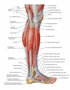 Gamba piegata: un secondo di dolore e settimane di lungo recupero. Come tratti le lesioni da torsione delle gambe?