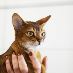 Expectativa de vida da raça Abissínio: quantos gatos e gatos vivem. Gato abissínio: graça egípcia, tornar-se faraônico