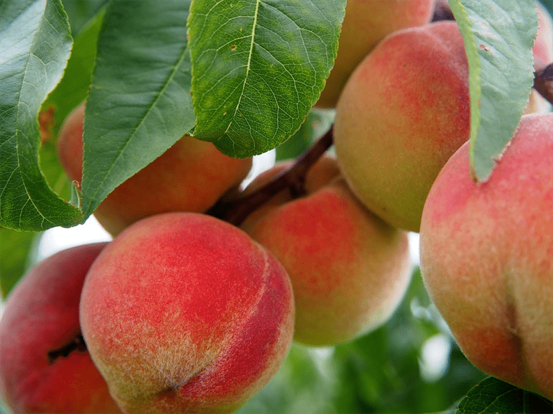 Cómo comer verduras correctamente (y por qué). ¿Son las frutas realmente buenas para ti? ¿Y cuántos de ellos puedes comer?