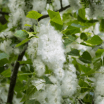 Maison sans allergies: que retirer de l&rsquo;appartement pour ne pas éternuer? Allergènes: comment en nettoyer votre maison?
