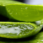 Como cuidar da babosa em casa. Como cuidar adequadamente do aloe vera em casa