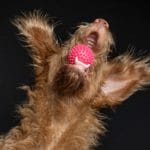 Comment faire un jouet pour un chien de vos propres mains. Jeux de chien en plein air: 5 exercices pour diversifier votre promenade