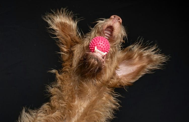 Как сделать игрушку для собаки своими руками. Игры с собакой на улице: 5 упражнений, которые разнообразят ваши прогулки