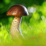 How to get rid of worms in mushrooms?