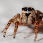 Wie man Arachnophobie loswird