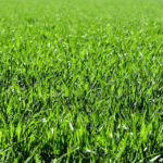 How to get rid of grass stains on clothes?