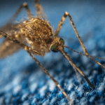como se livrar da coceira após uma picada de mosquito?