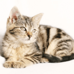 How to get rid of the smell of cat urine