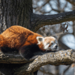 How to deal with laziness: TOP ways to get rid of laziness. How to get rid of laziness once and for all: tips to overcome this bad habit