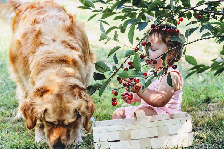 Какие ягоды и фрукты можно давать собакам? Какими фруктами можно и нужно кормить собаку