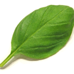Varias plantas frutales que se pueden cultivar en casa a partir de una semilla común. Plantas que cualquiera puede cultivar a partir de una semilla.