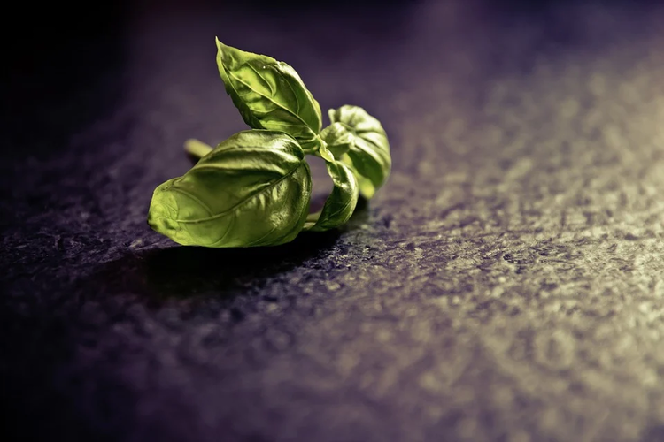 What dishes are basil added to? A popular spice is basil. Where is it added, how are other useful secrets used