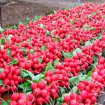 Найкращі сорти редису для теплиці на весну