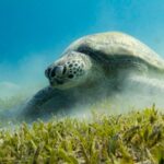 Faszination Rotes Meer: Warum Marsa Alam zu den besten Tauchzielen der Welt gehört