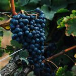 Schaumwein für besondere Momente: Sekt, Prosecco, Cava und Champagner richtig wählen